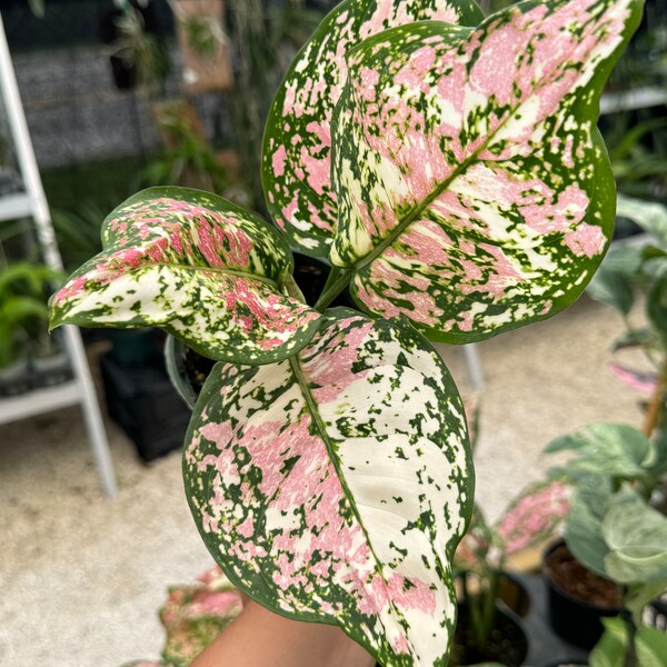 Aglaonema Tricolor 4"