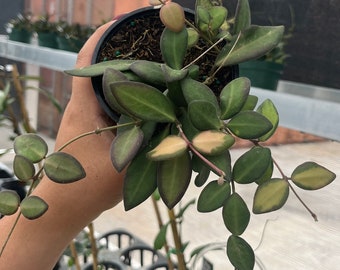 Hoya Burtonaie variegated 4"