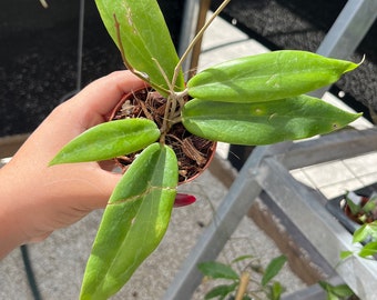 Hoya Ilagiorum 3"