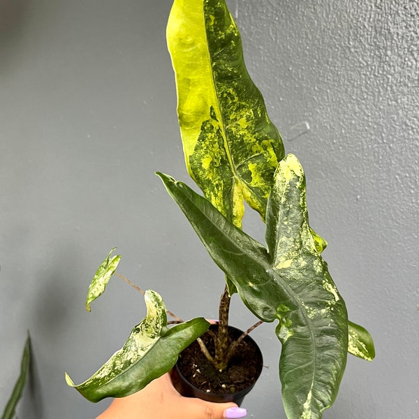 Alocasia Zebrina Variegated 3" #2