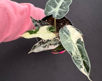 Alocasia Bambino Variegated 3"