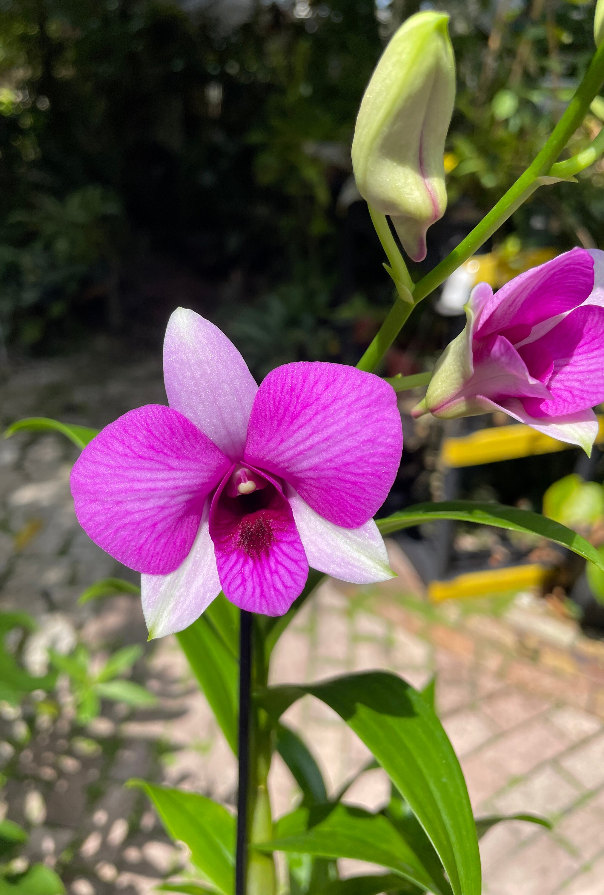 デンドロビウムシスターズアザレヴィオレ西E田