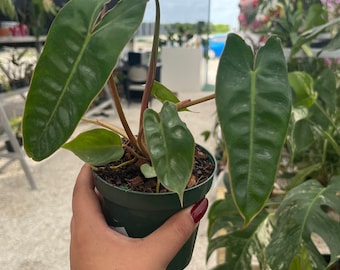 Philodendron Billietaie 4"