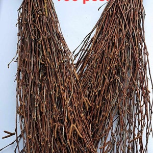 Birch tree branches 100 pcs.