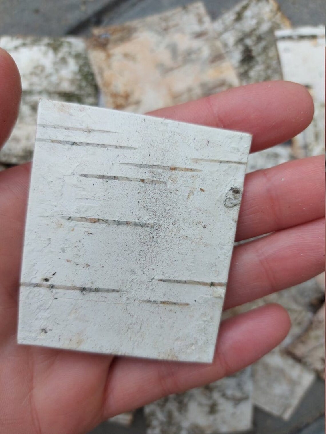 30 White Birch Bark Sheets. Birch Bark Decor.birch Sheets Craft. Birch