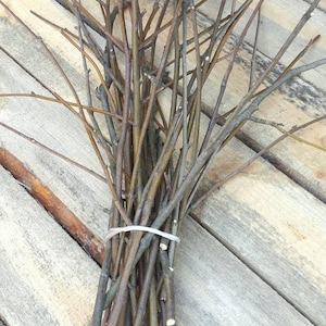 25 Rowan Twigs: Wiccan Amulet Wood Sticks, DIY Craft Supply