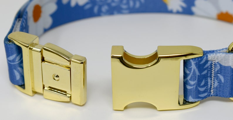 May include: Close-up of a gold metal dog collar buckle. The collar is blue with a white floral pattern.