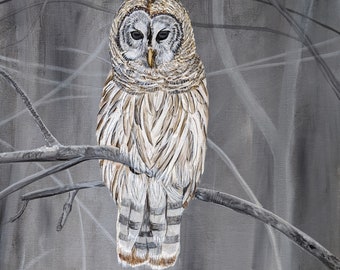 Barred Owl