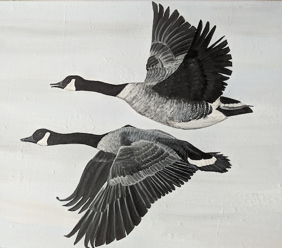 Canada Geese in Flight