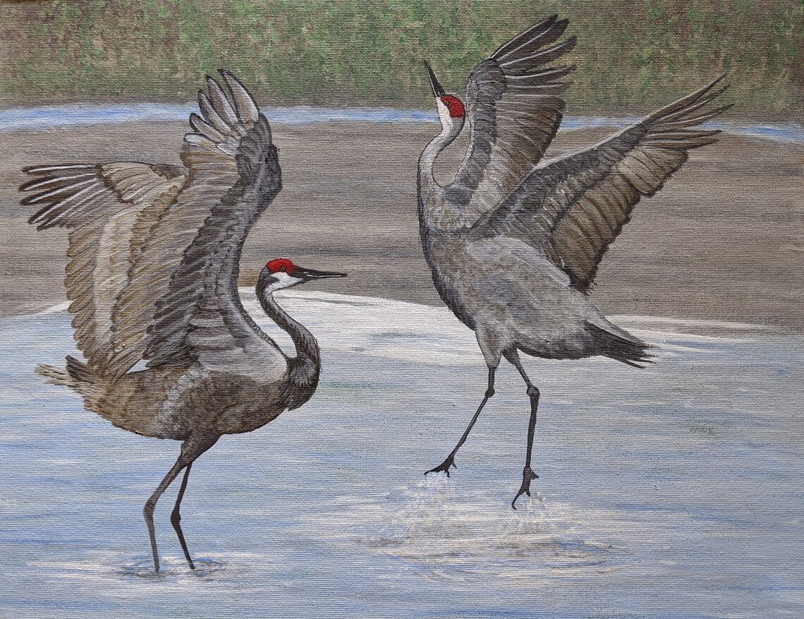 Sandhill Cranes Mating Dance Etsy