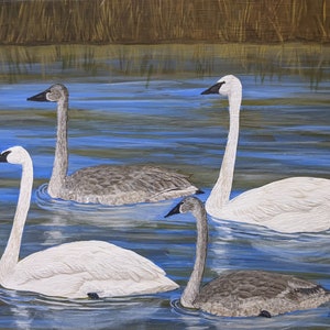 Trumpeter Swan Family Swim