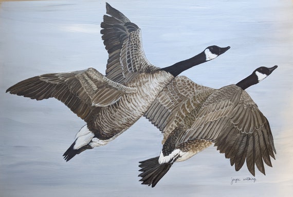 Canada Geese Take Flight