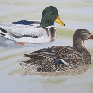 Mallard Couple Swimming