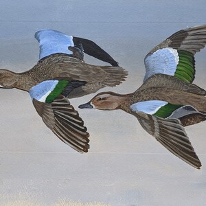Blue Winged Teal Couple Flying