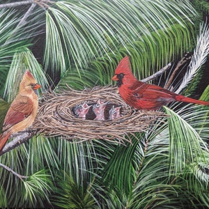 Cardinals at Nest in Pine Trees
