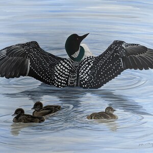 May include: A black and white loon with a green neck spreads its wings on a blue and white water surface. Three smaller loons swim in the water below the larger loon.