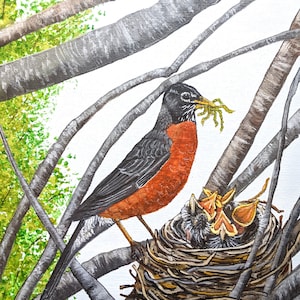 Robin Feeding Babies