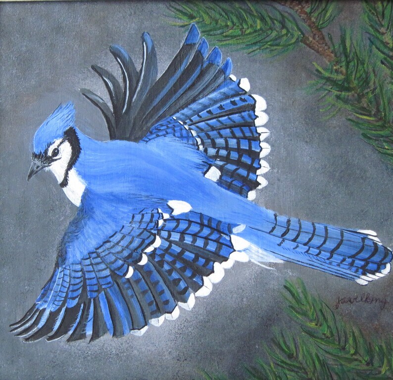 Blue Jay in Flight image 1