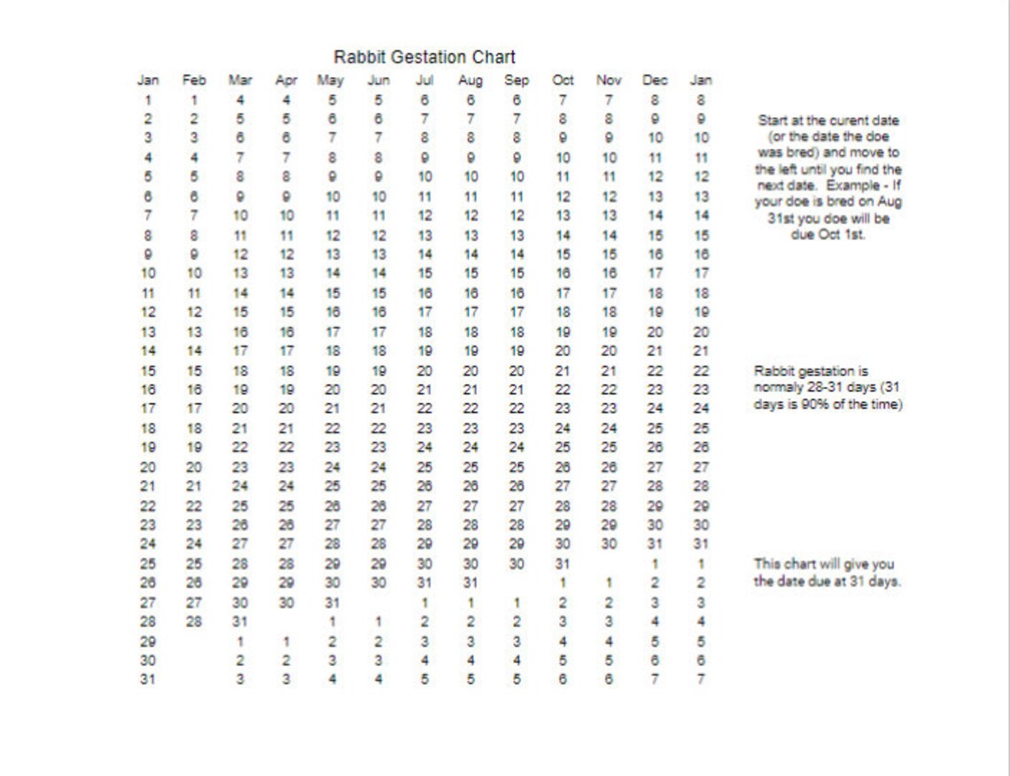 Rabbit Gestation Chart Rabbit Due Date Calculator Etsy