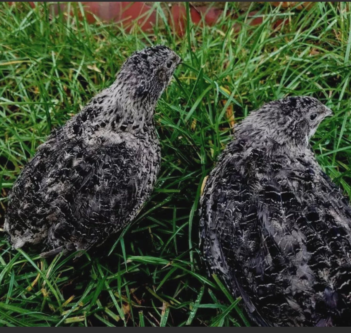 12 X Black Coturnix Quail Hatching Eggs Etsy