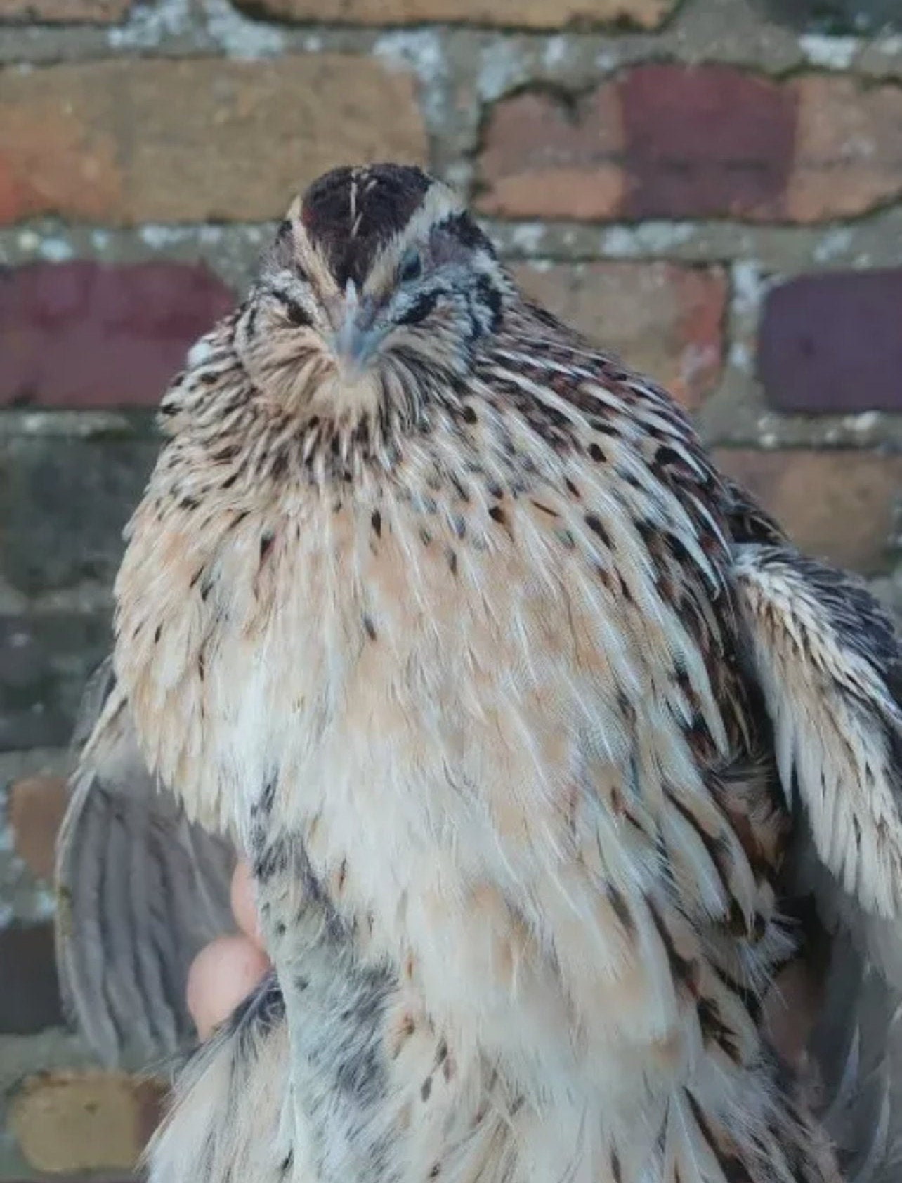jumbo quail hatching eggs jumbo quail hatching eggs