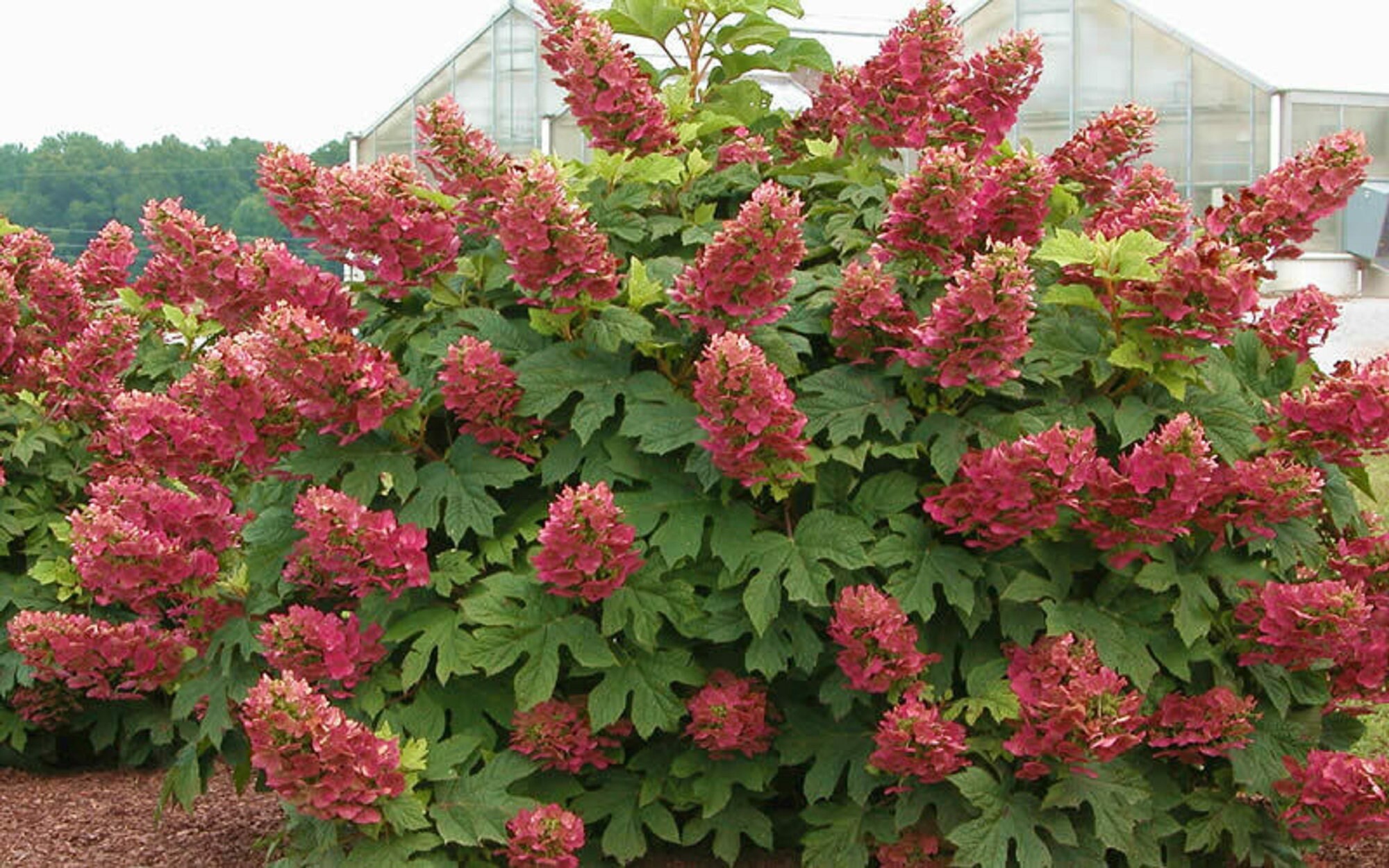 RUBY SLIPPERS Oakleaf Hydrangea shrub 610 in height in Etsy