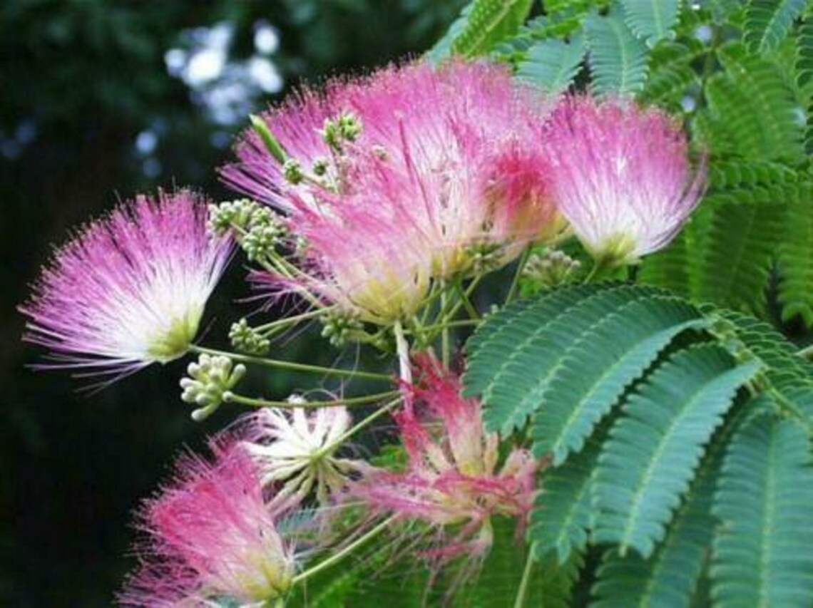 2 SILK MIMOSA TREE Fragrant Pink Flowers Sapling Etsy