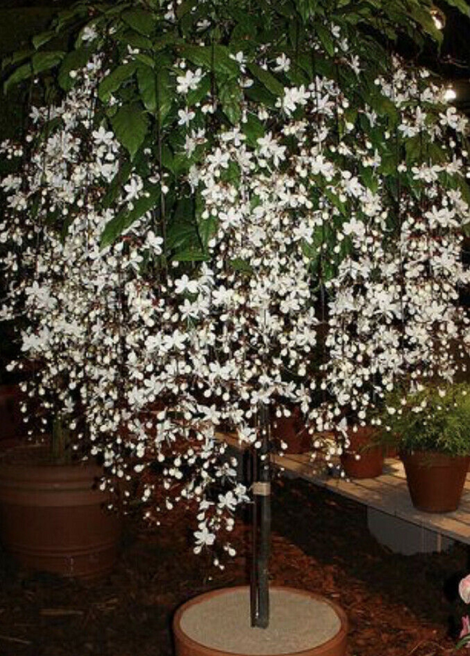 Clerodendrum Wallichii live plant Bridal Veil Starter Plant Etsy