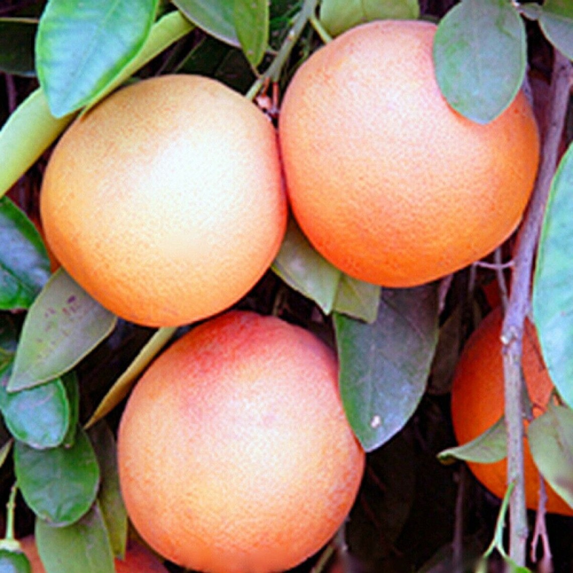 Toronja rosada pink grapefruit live tree plant 2 to 3 inche Etsy