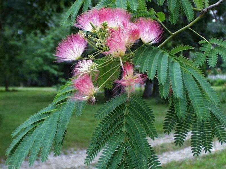 2 SILK MIMOSA TREE Fragrant Pink Flowers Sapling Etsy