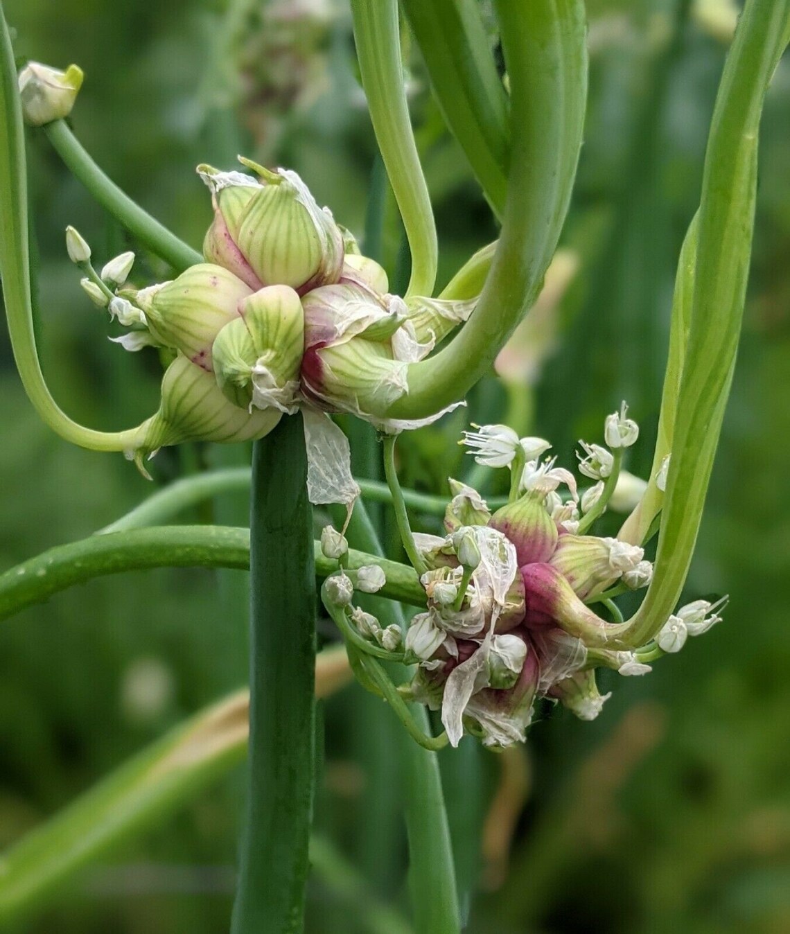20x Egyptian Walking Onion Perennial winter hardy Organic Etsy
