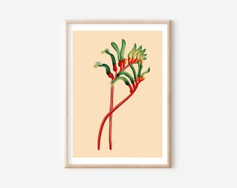 Australian kangaroo paw native flower vintage style art print a4 /A3  digital download print - kangaroo paw flower art print