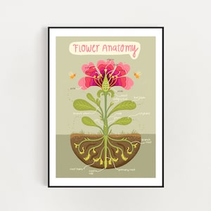 Flower Anatomy Art print.  Flower infographic poster. A4 / A3 digital download print - digital download print