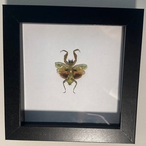 May include: A framed insect specimen of a green praying mantis with brown wings, displayed on a white background.
