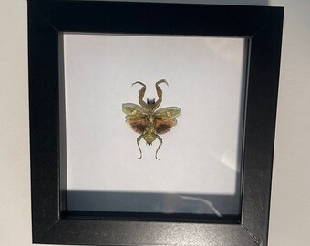 カマキリの大型メス標本のみ。 - Etsy 日本