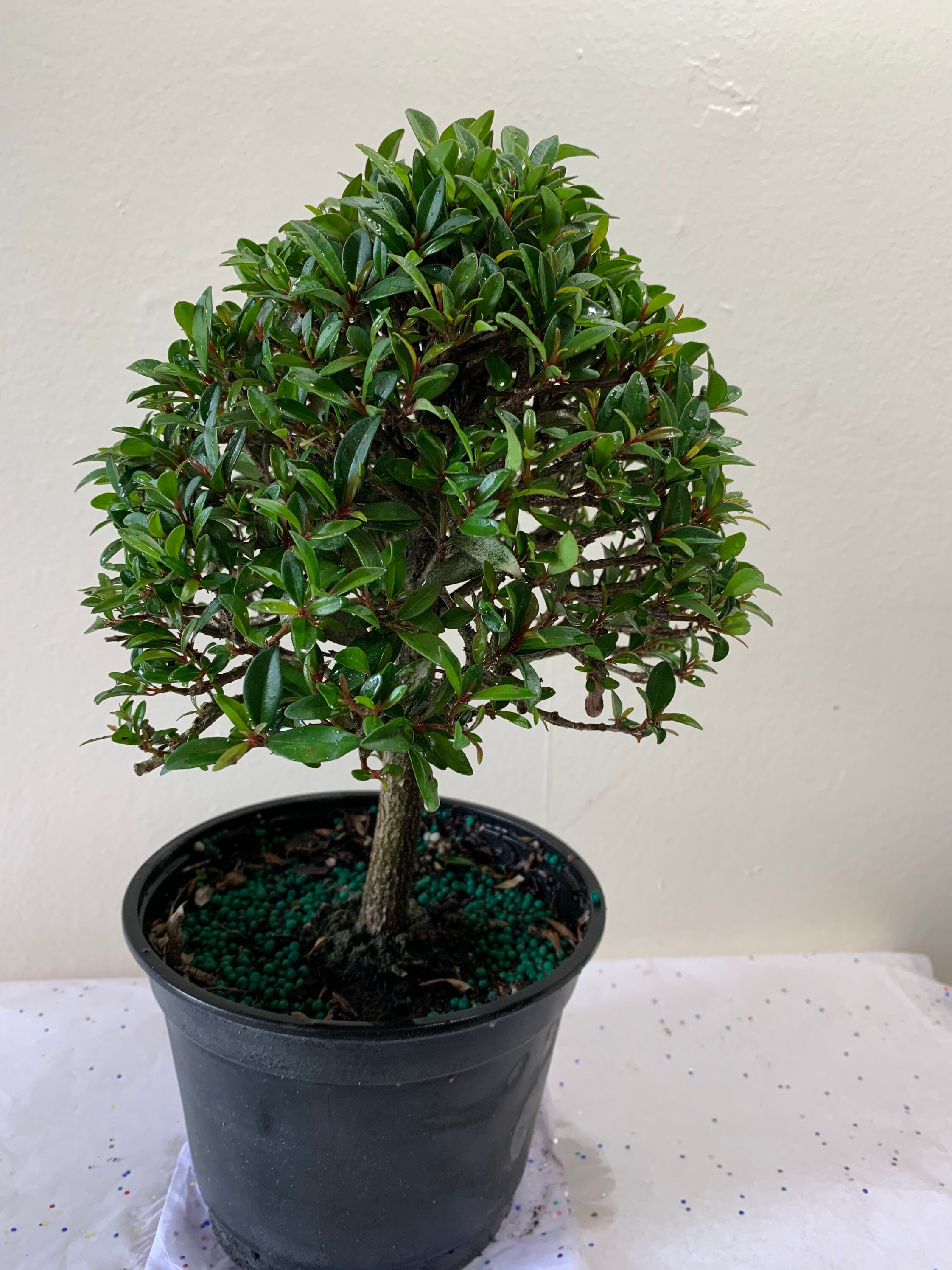 Eugenia tree/Bonsai live Tree Global Brush Cherry/6inPot. Etsy