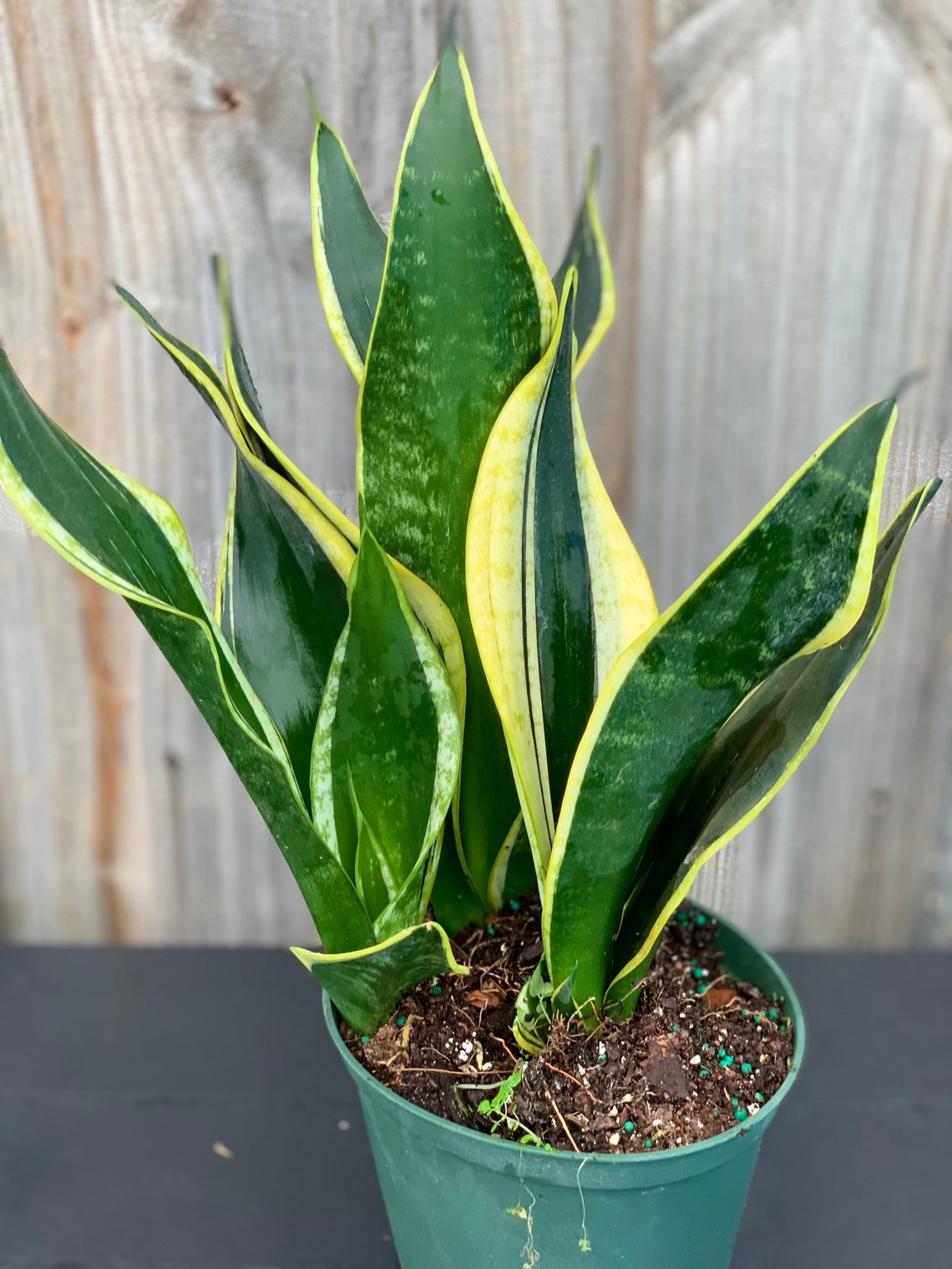 Black And Gold Snake Plant