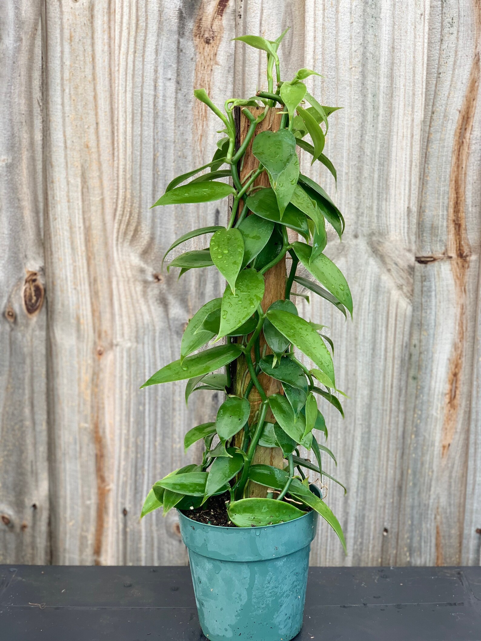 Large Vanilla planifolia vanilla bean orchid. 2426in 6pot. Etsy