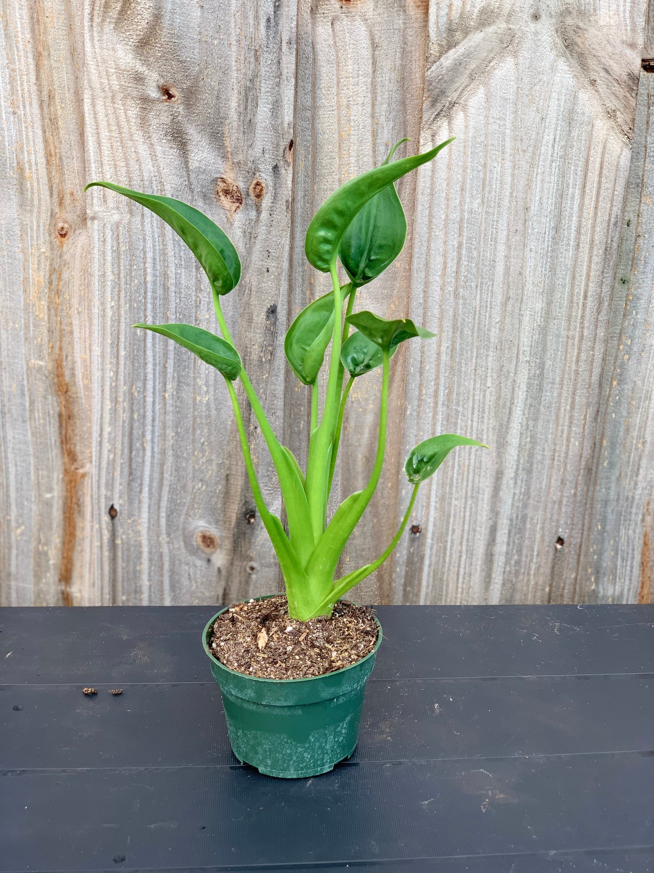 Alocasia Tiny Dancer: A Captivating Plant For Your Home
