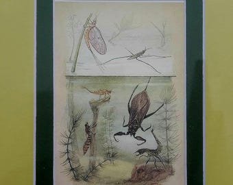Vintage återvunnet entomologitryck i vintage träram