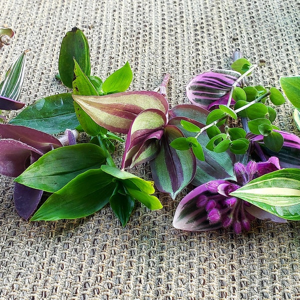 Rare Tradescantia Cuttings Bundle - See description