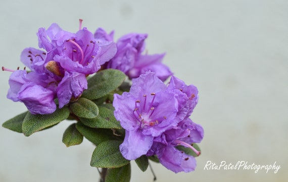紫色のツツジの花 2 パック - デジタルダウンロード - Etsy 日本
