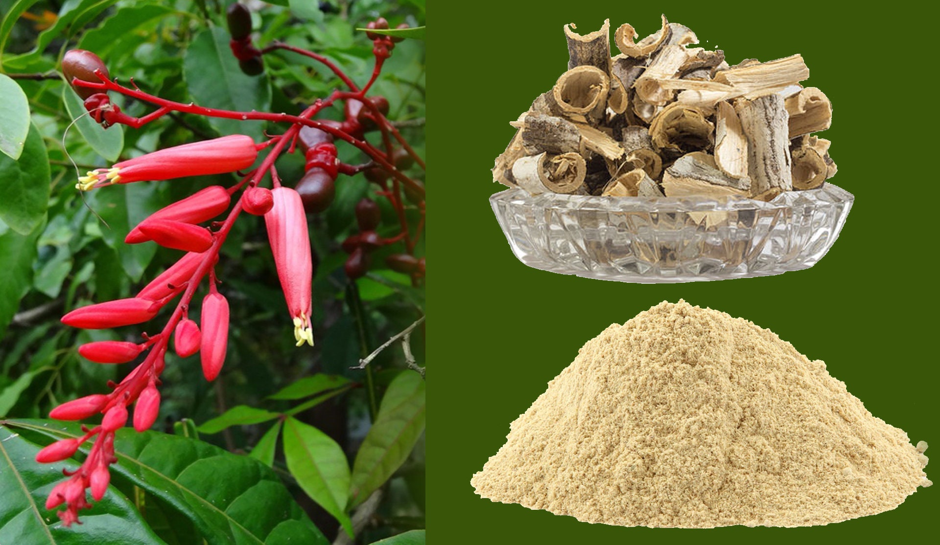 Organic Bitterwood Etsy