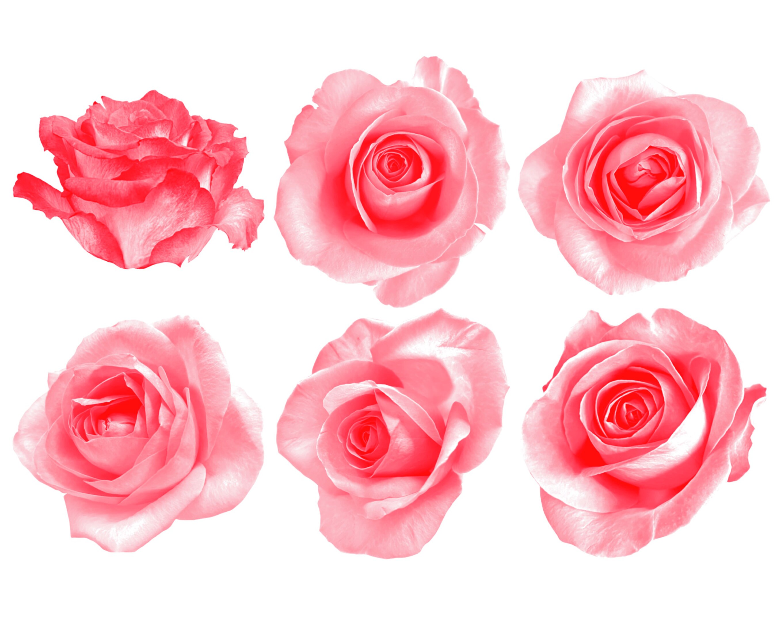 Floral Roses Flower Procreate Brush Stamps Set 2, 29 Roses Stamps - Etsy