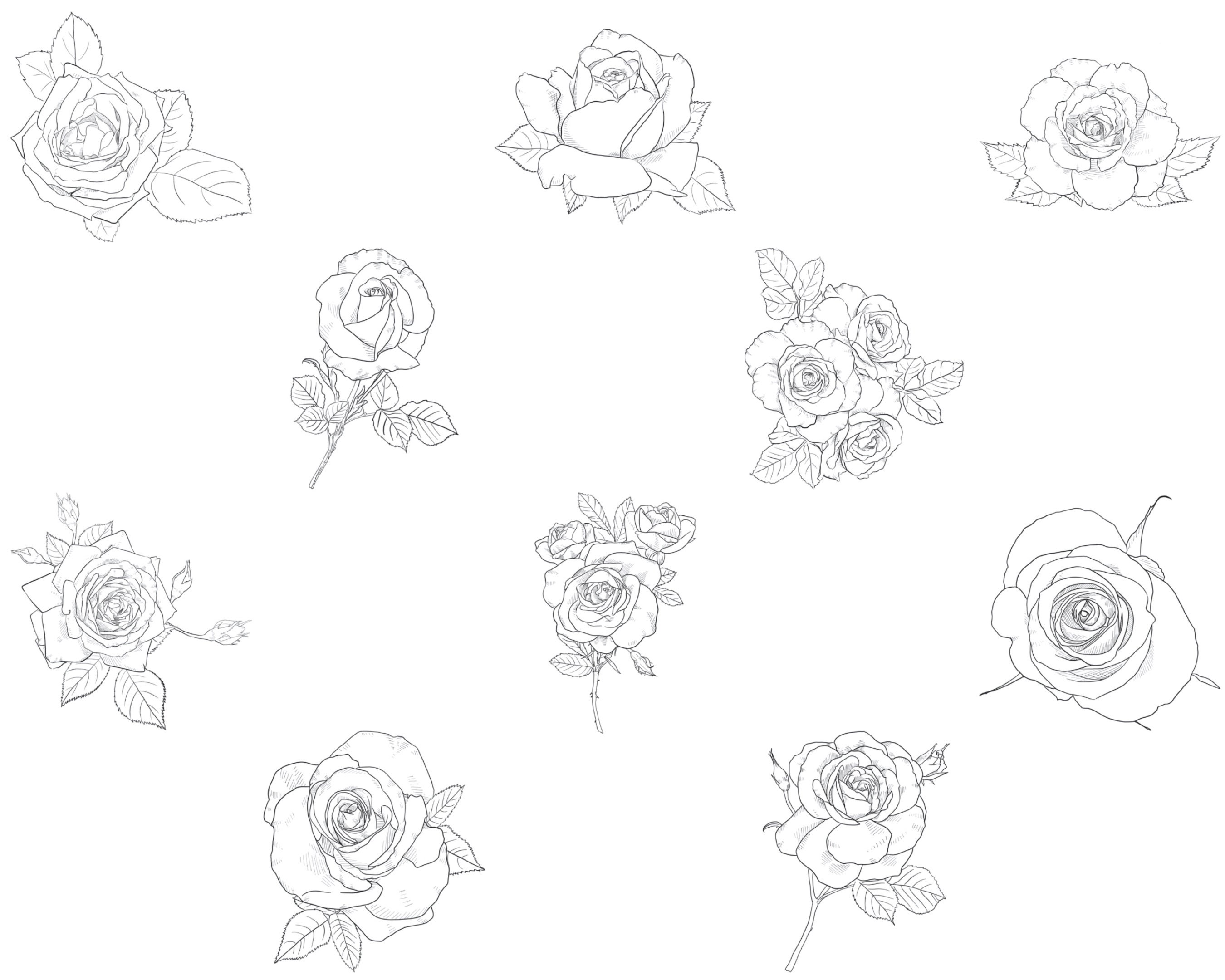 Floral Rose Flower Outlines Procreate Brush Stamps Set 1, 50 Rose ...