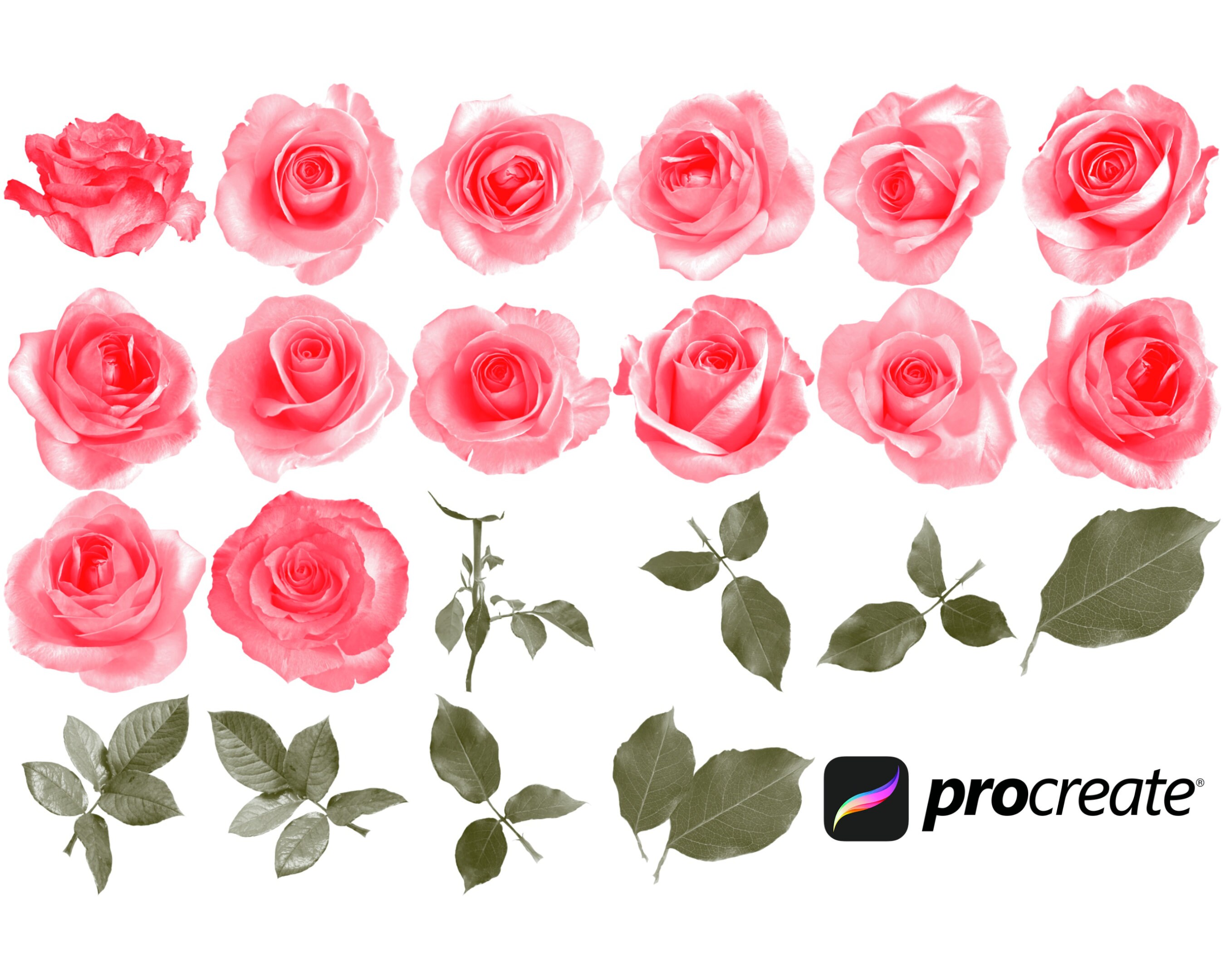 Floral Roses Flower Procreate Brush Stamps Set 2, 29 Roses Stamps - Etsy