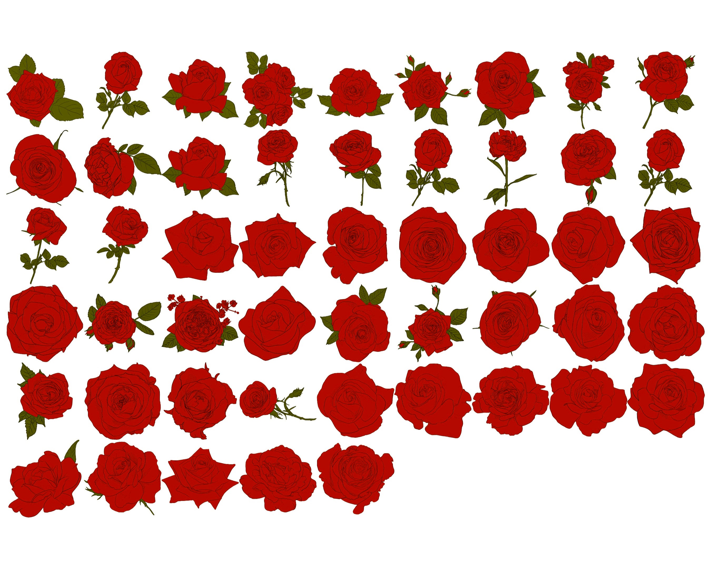 Floral Rose Flower Outlines Procreate Brush Stamps Set 1, 50 Rose ...