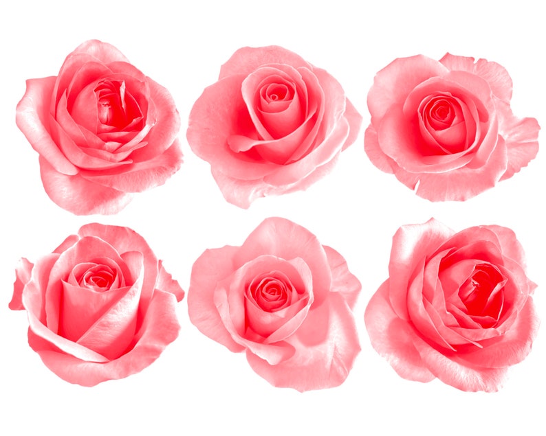 Floral Roses Flower Procreate Brush Stamps Set 2, 29 Roses Stamps - Etsy
