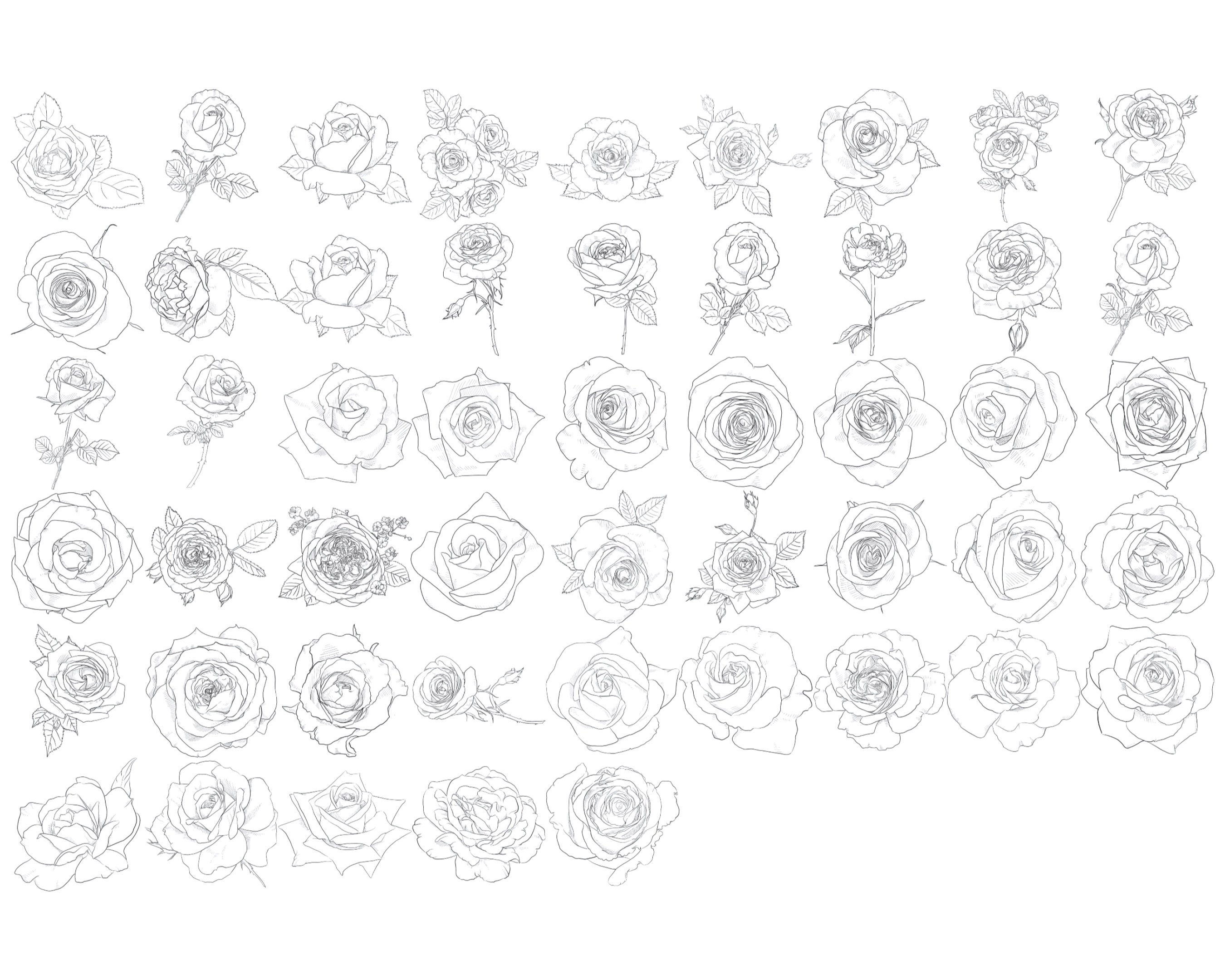 Floral Rose Flower Outlines Procreate Brush Stamps Set 1, 50 Rose ...