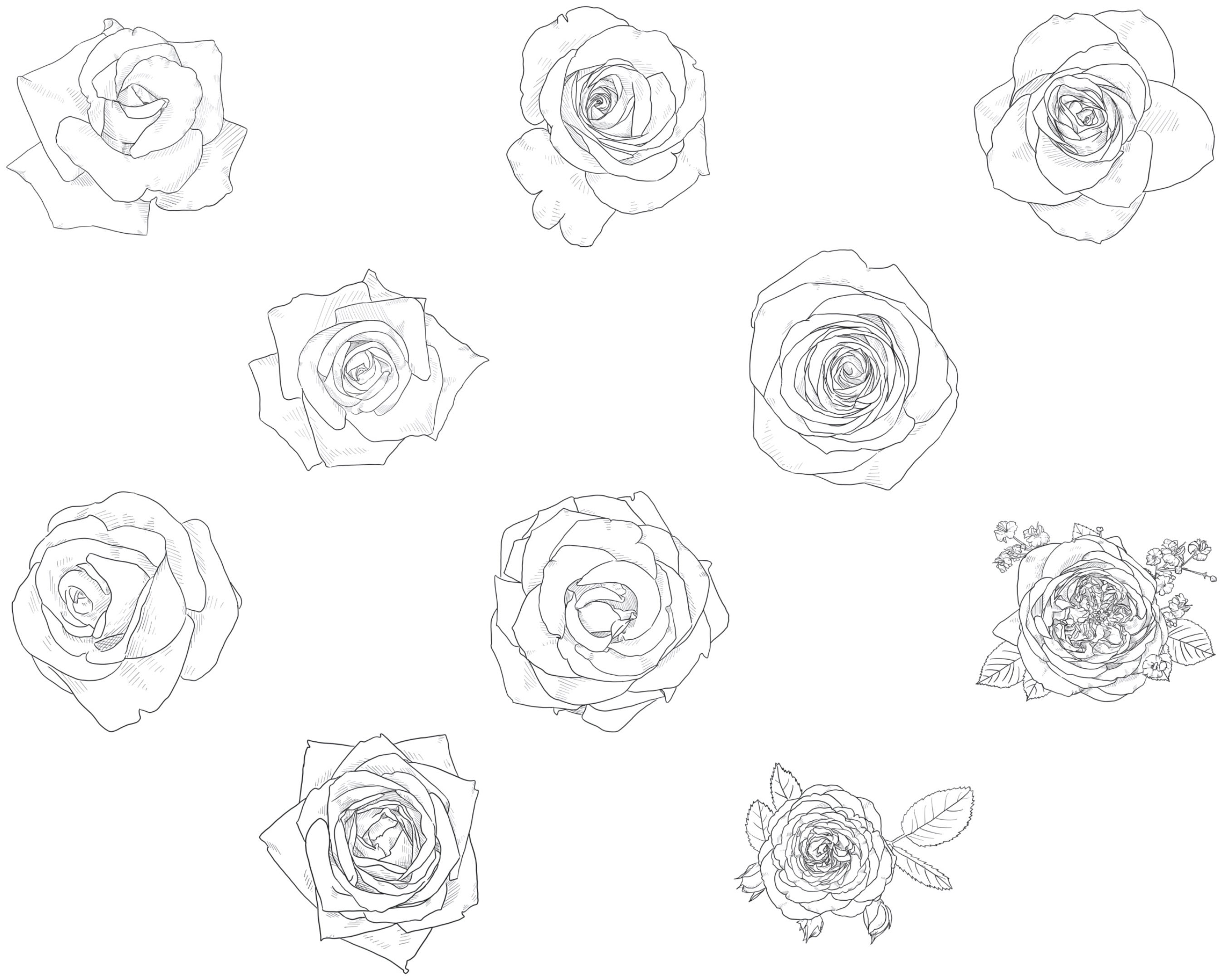Floral Rose Flower Outlines Procreate Brush Stamps Set 1, 50 Rose ...